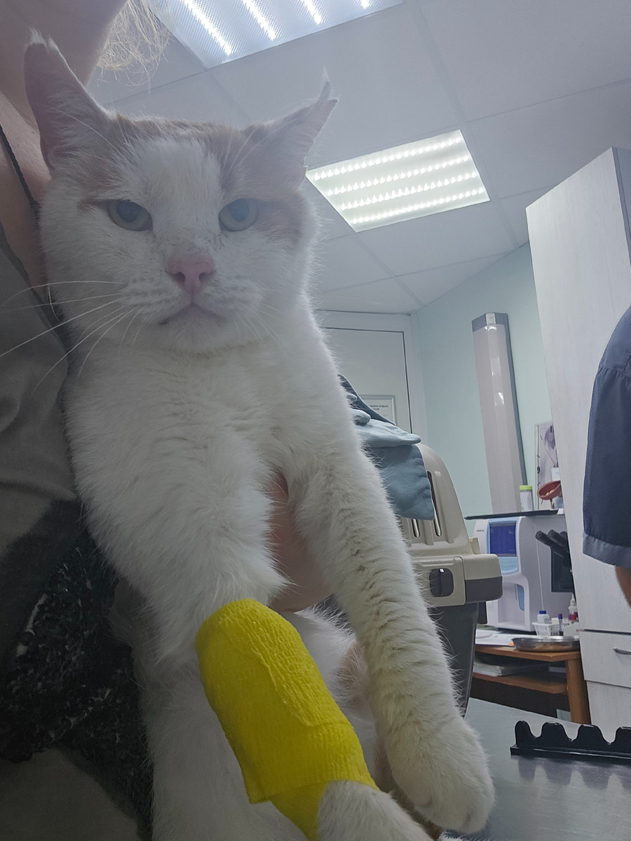 Фото автора. Боинг Василек заболел фип и теперь ему так плохо, что он уже не Боинг, а Боня. Лежит, рвет. Помогите ему еще немного пожить.