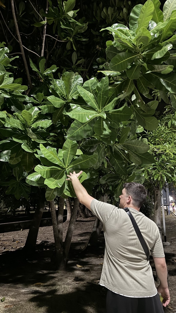 Лист фикуса больше руки в несколько раз😳