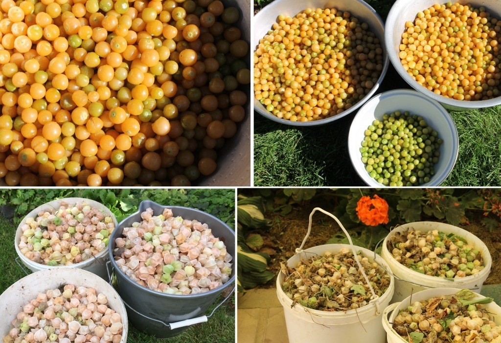 Это наш родненький русский физалис, который отлично себя показал и мне нравится уже два десятка лет...