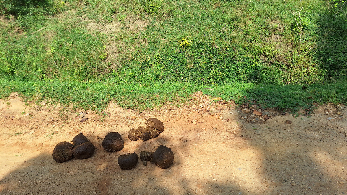 Следы на дороге намекали о скорой встрече