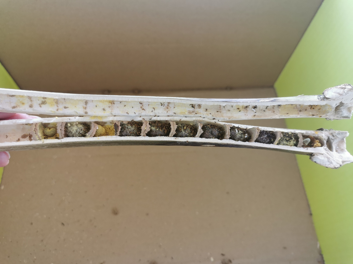 Типичная трубочка Осмий, 10-12 ячеек