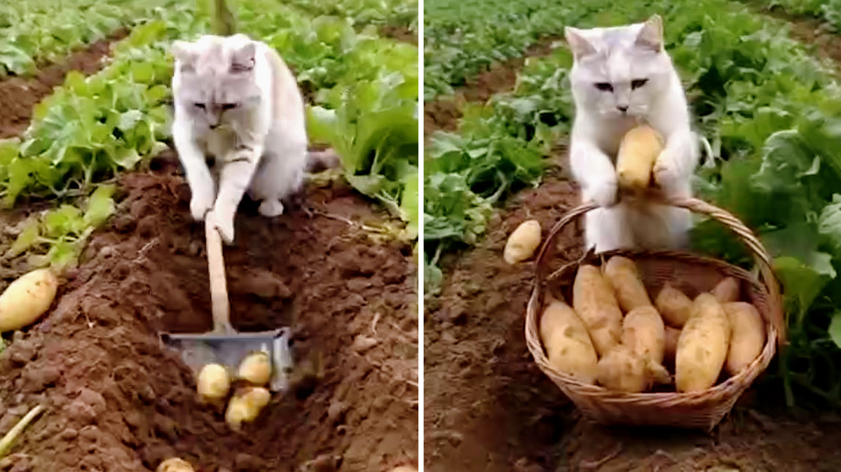 Нет-нет, не ждите, что питомец примется собирать урожай...