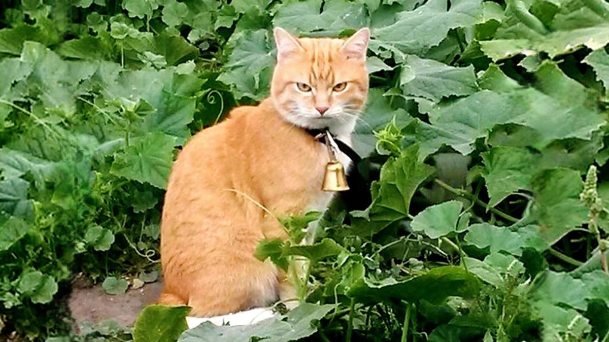 Садово-огородная инспекция на месте...можно приступать к уборке урожая