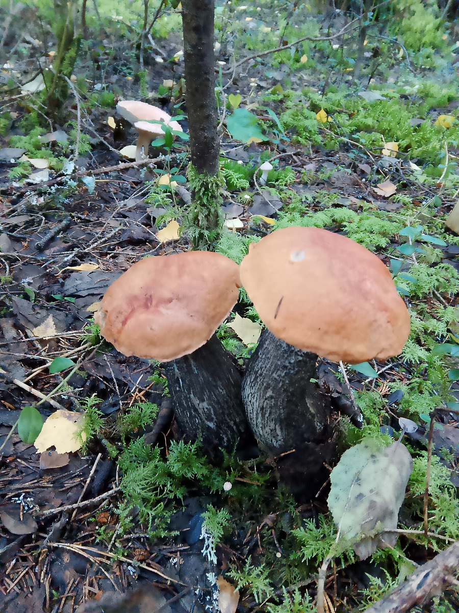 фото автора - грибы в Вологодских лесах
