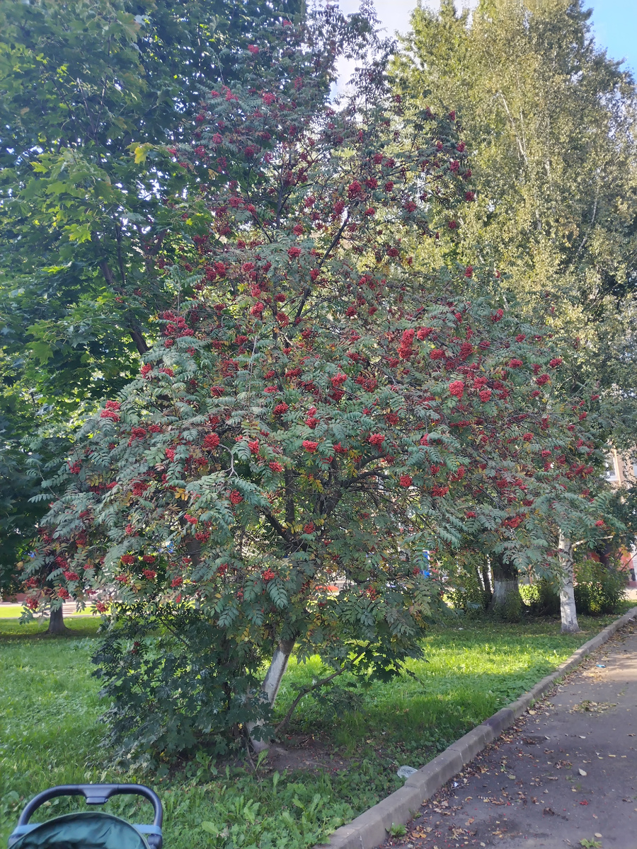 Сегодня опять в качестве иллюстраций фото не по теме. 