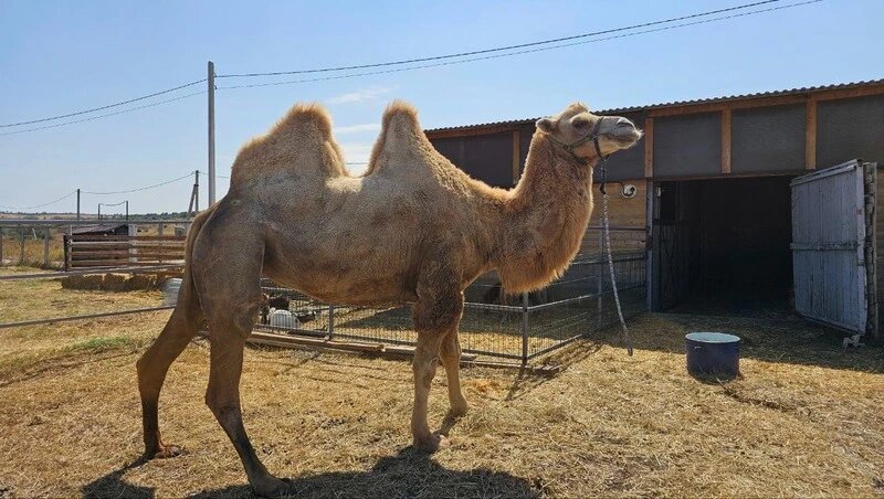    Верблюды в парке Фото: Администрация Предгорного округа