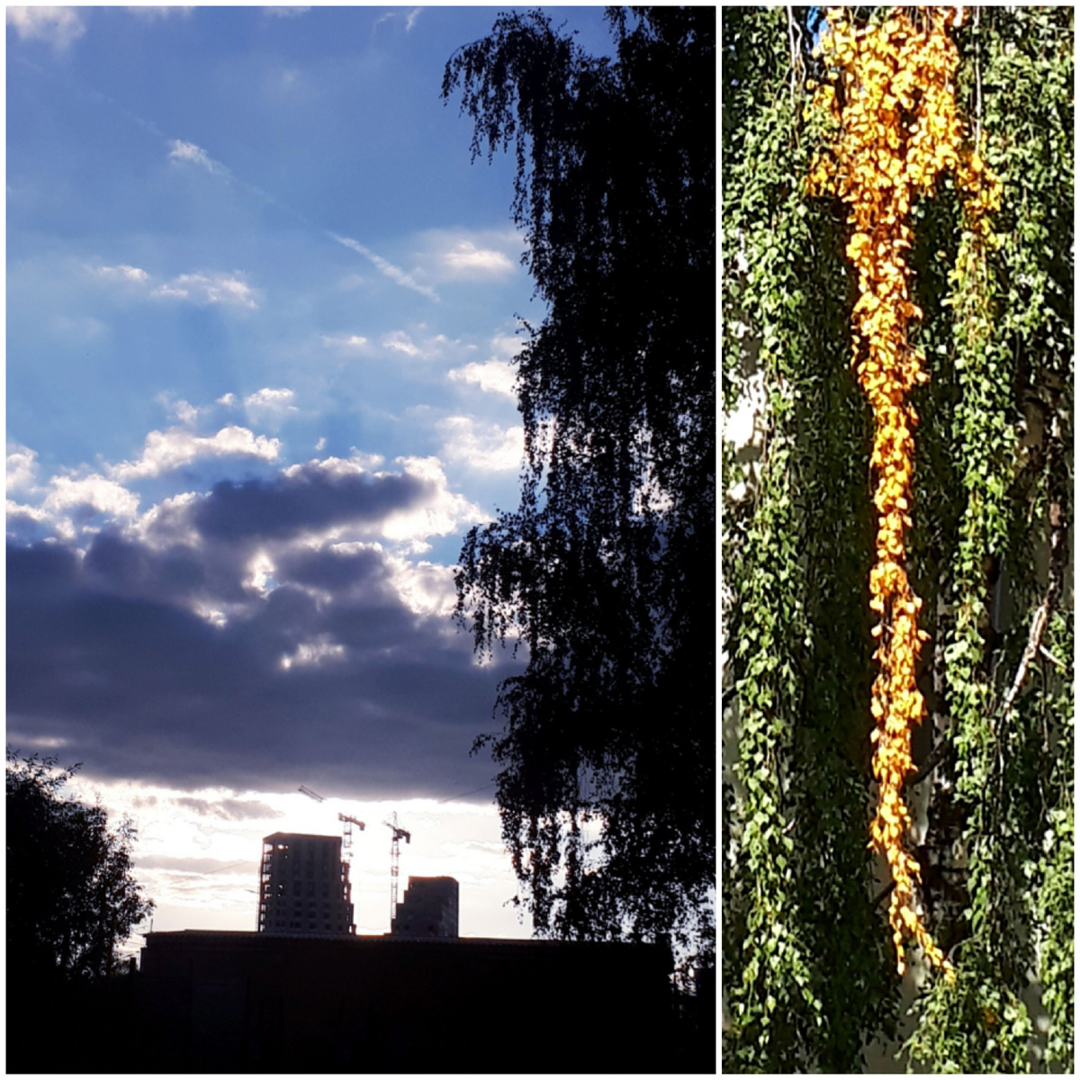 Коллаж автора 06.09.2025г.