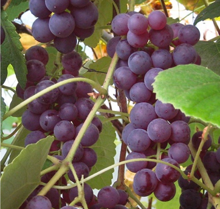 Грозди винограда Свенсон Ред 