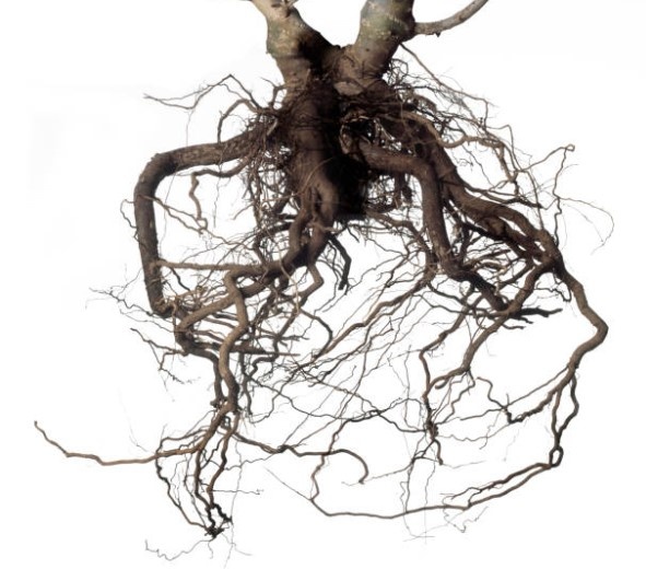 Открытая корневая система (ОКС)