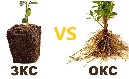 Закрытая (ЗКС) и открытая (ОКС) корневые системы