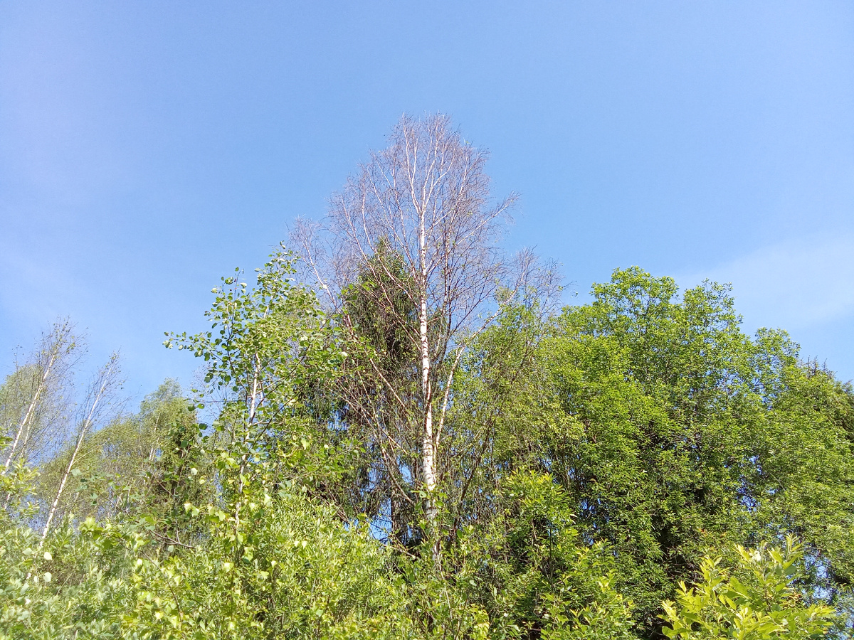 Сухая береза