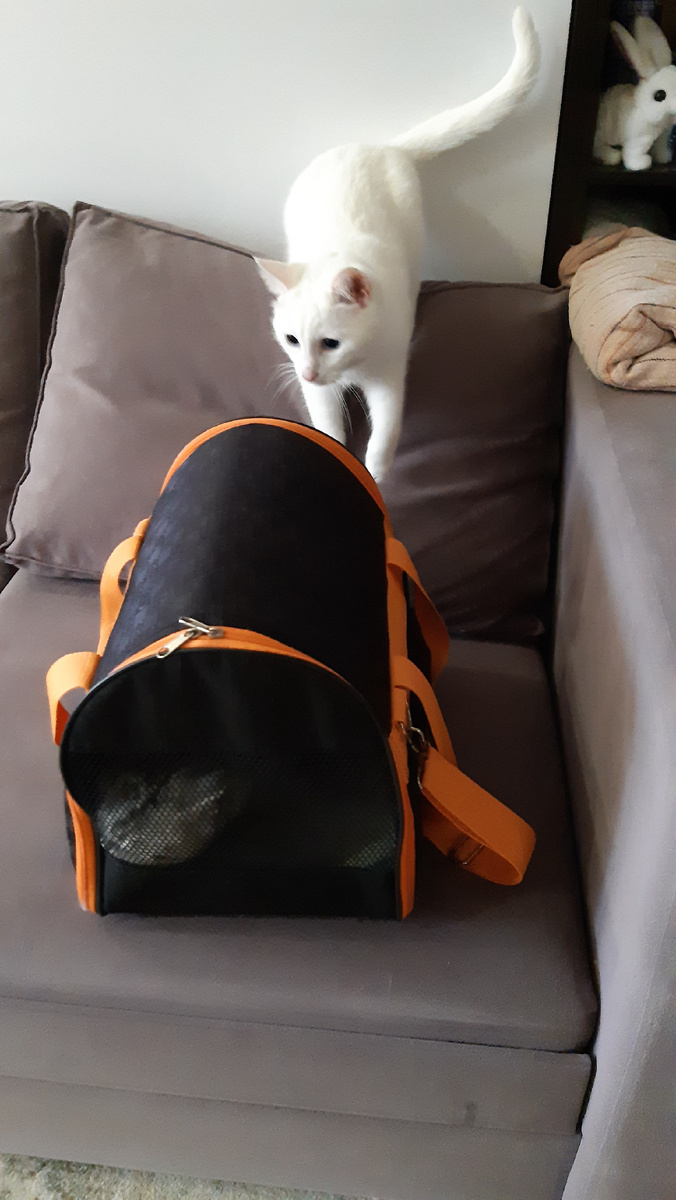 Мелкий не хочет отпускать Мию.