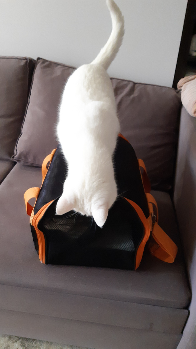 Мелкий чуть не раздавил Мию в переноске🙈