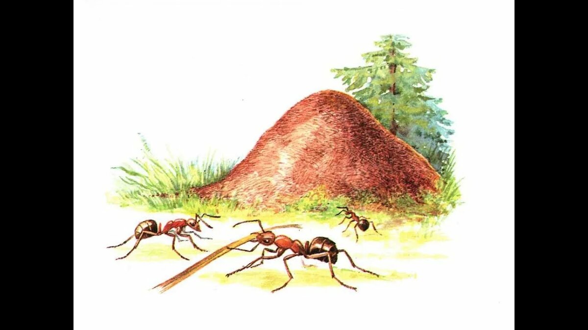 Муравейник картинка из Яндекс картинок