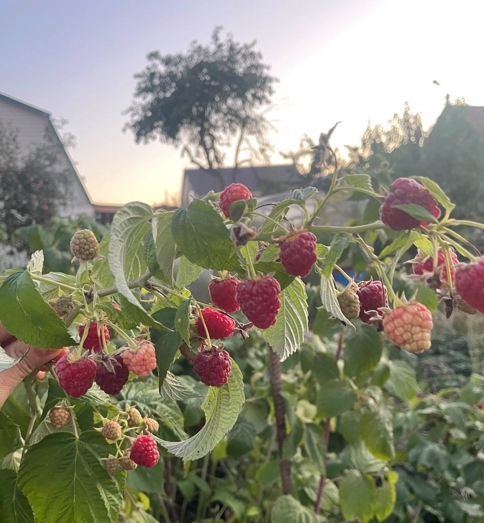 Моя малина в сентябре.