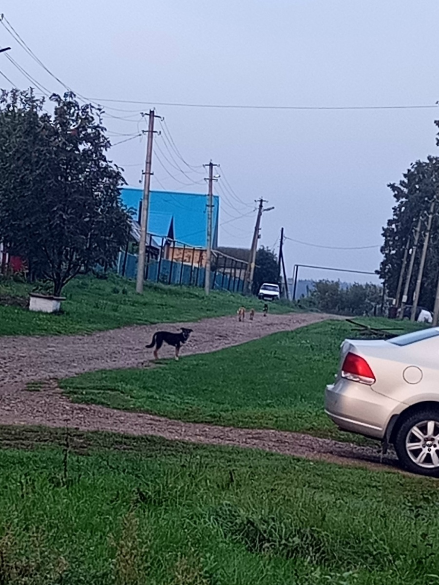 Фото с телефона, не чёткое, но всё равно видно. 
