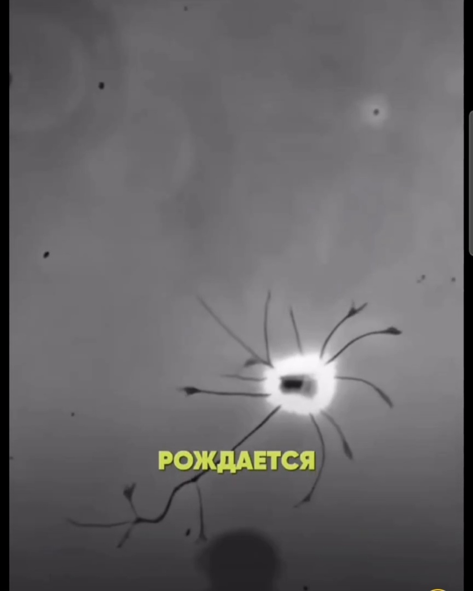 На фото:рождается новый нейрон