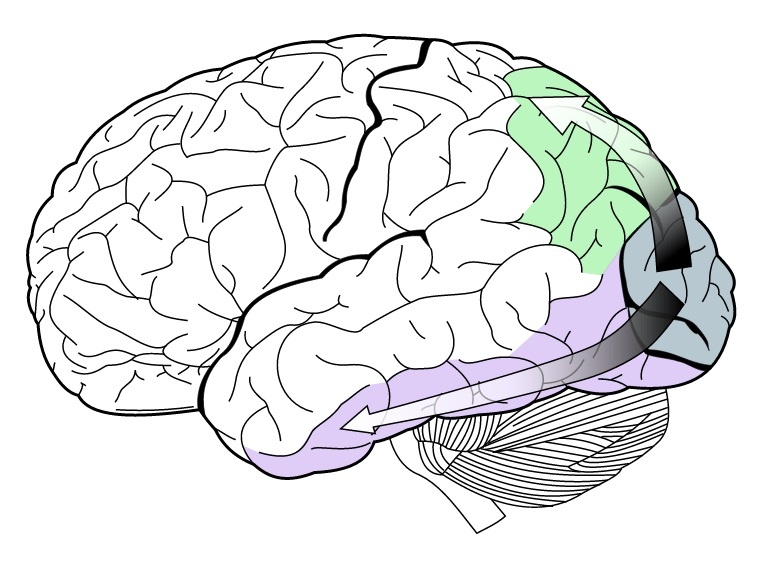 Зрительная кора