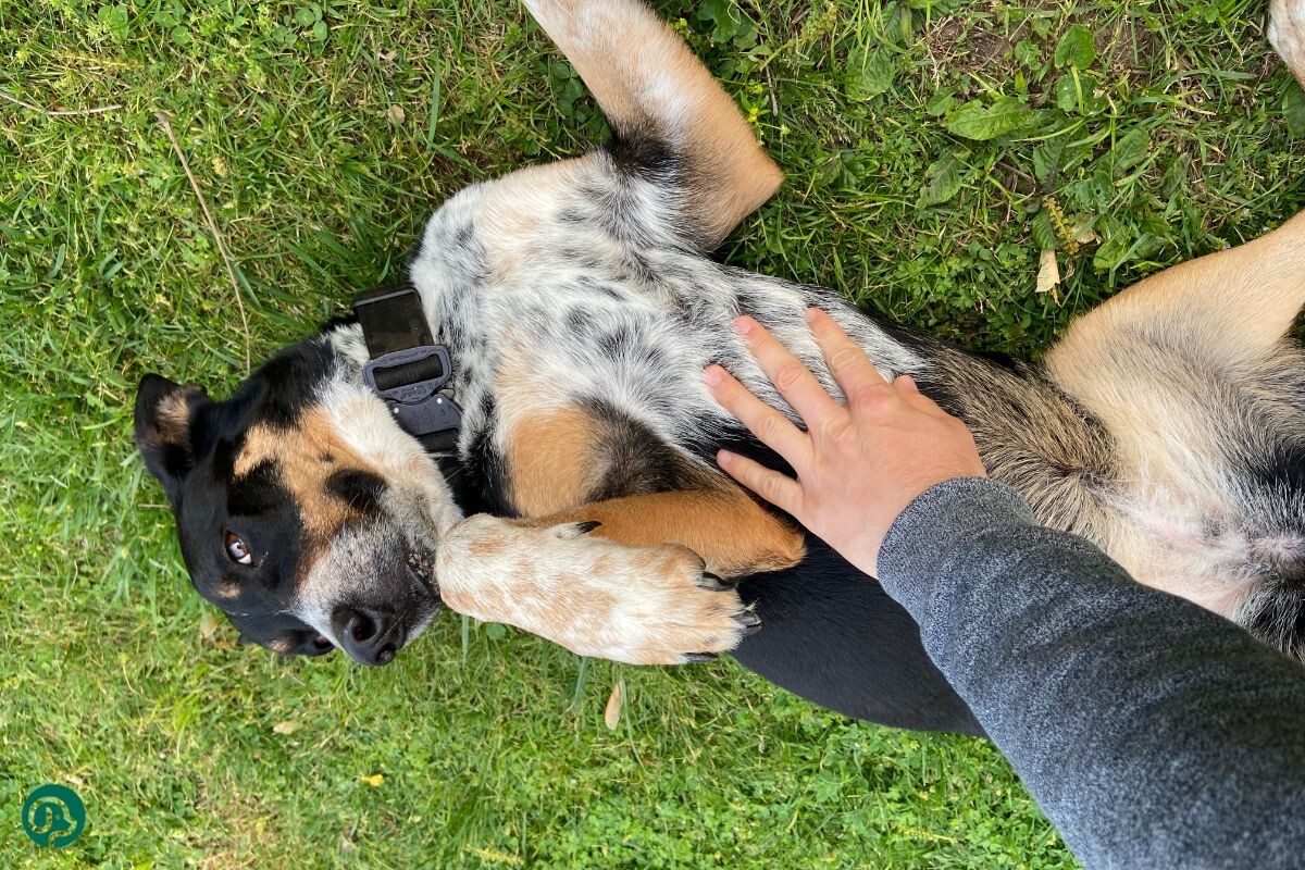 Хозяин гладит собаку по животу 