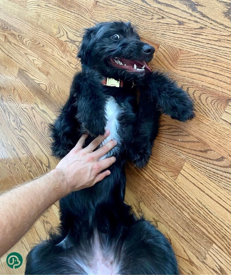 Почему собака брыкается, когда её чешешь