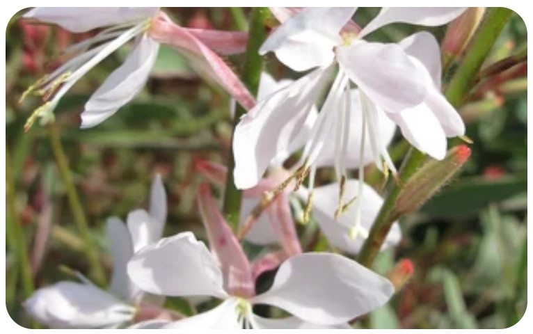 Gaura "Corrie's Gold"