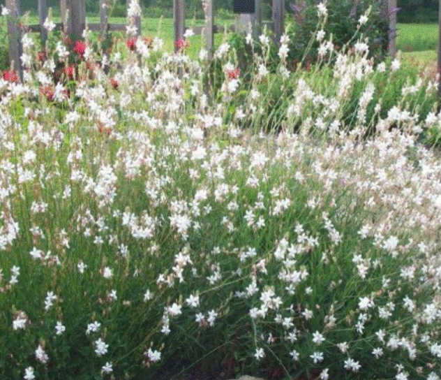 Gaura "Whirling Butterflies"
