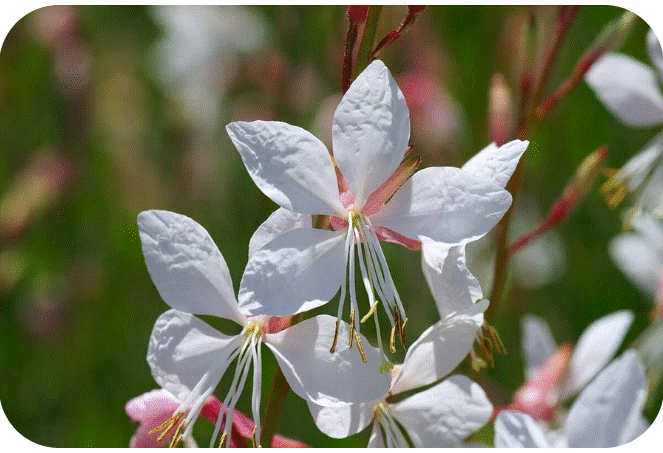  Gaura "Sparkle White"