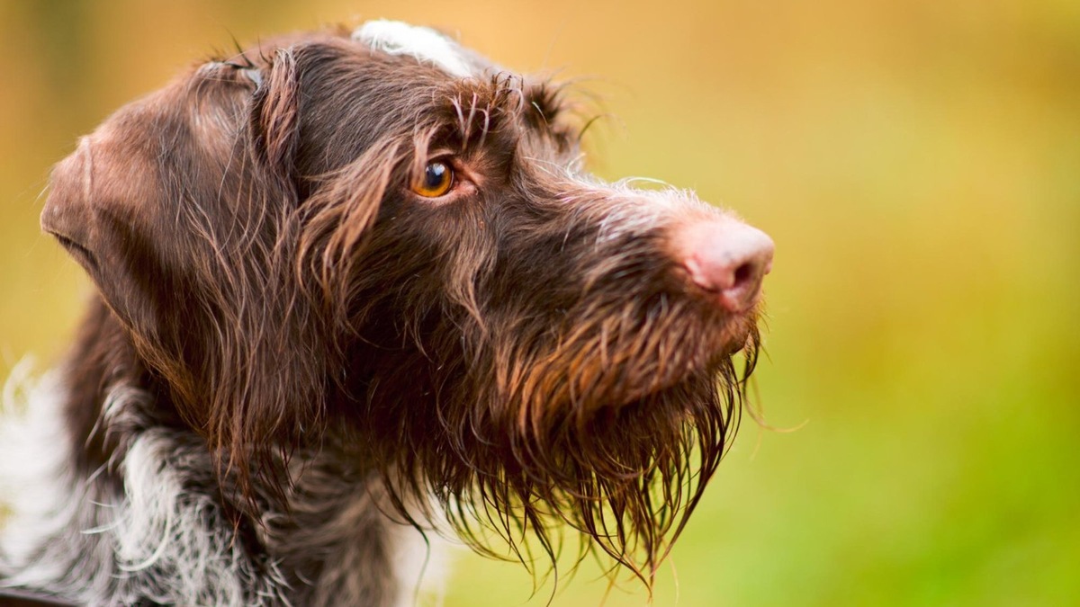    Бородатые породы удивляют сочетанием харизмы, ума и независимости.