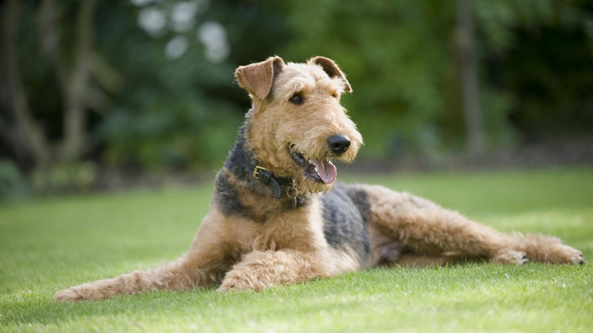    Эрдельтерьер — король терьеров с харизмой и густой бородой.