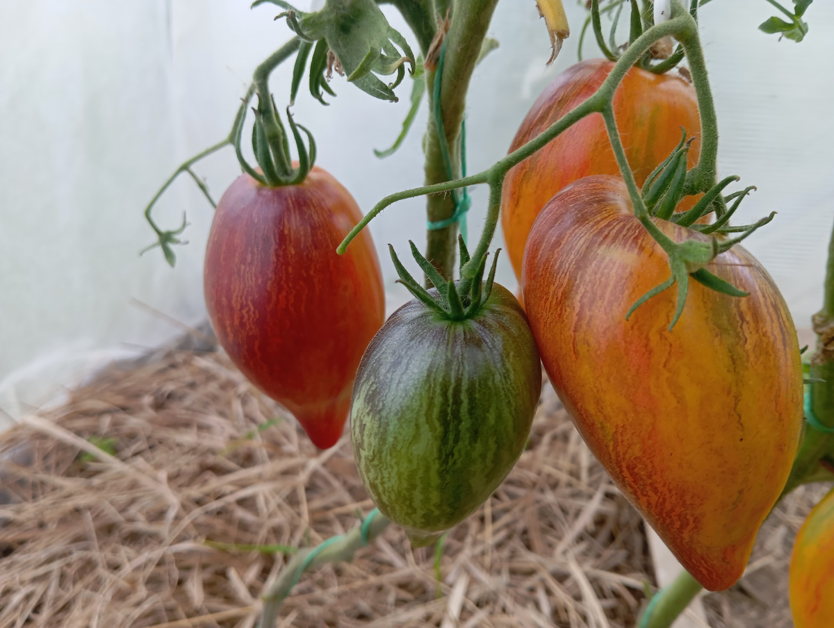 ЛИСТАЙТЕ ВПРАВО