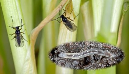 Грибные комарики. Источник:  Trauermücken: Hausmittel, die gegen die Fliegen helfen - GEO