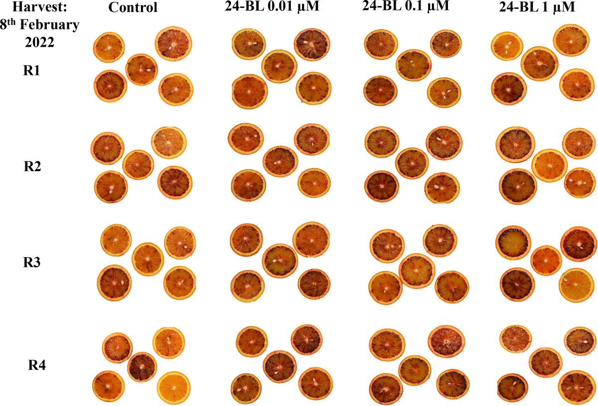 Внешний вид плода апельсина при сборе урожая в эксперименте 2022 года под воздействием обработки 24-эпибрассинолидом (24-BL) в концентрации 0,01, 0,1 и 1 мкМ