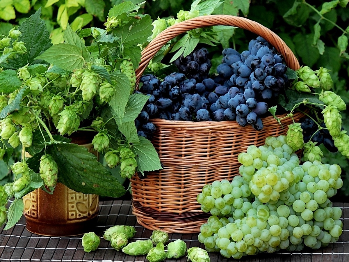 Хмель, виноград, сентябрь.