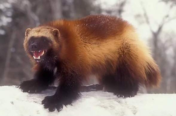 Поставь лайк!