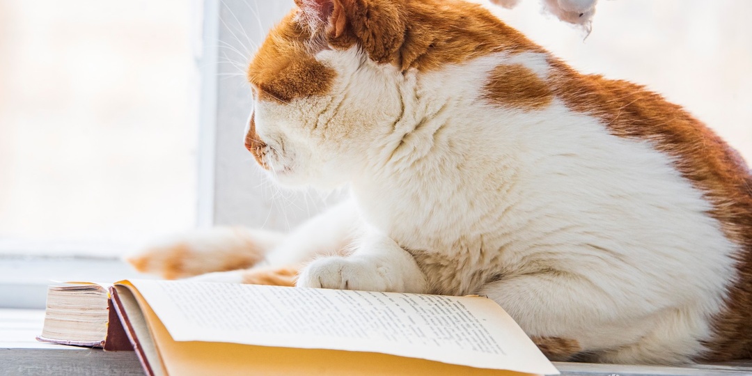 День рождения Куприна: Кот Мостик — о местах писателя в Крыму