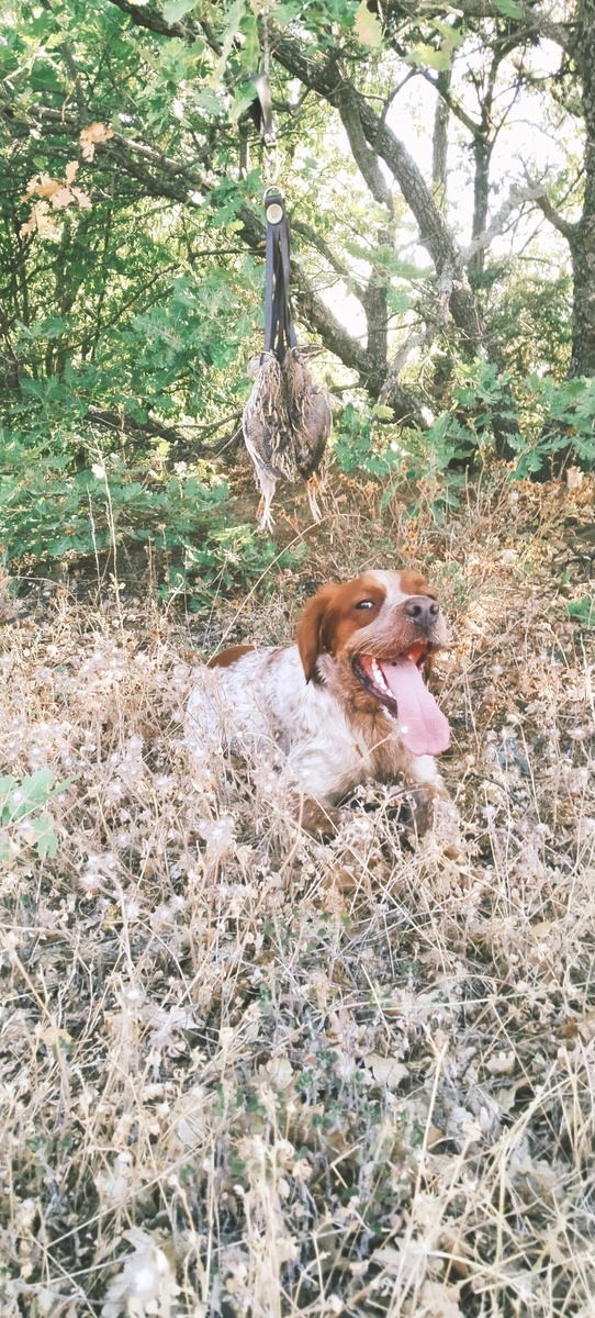 Эпаньоль бретон Никон (FIL&KORA IZ VOLNOGO VETRA 