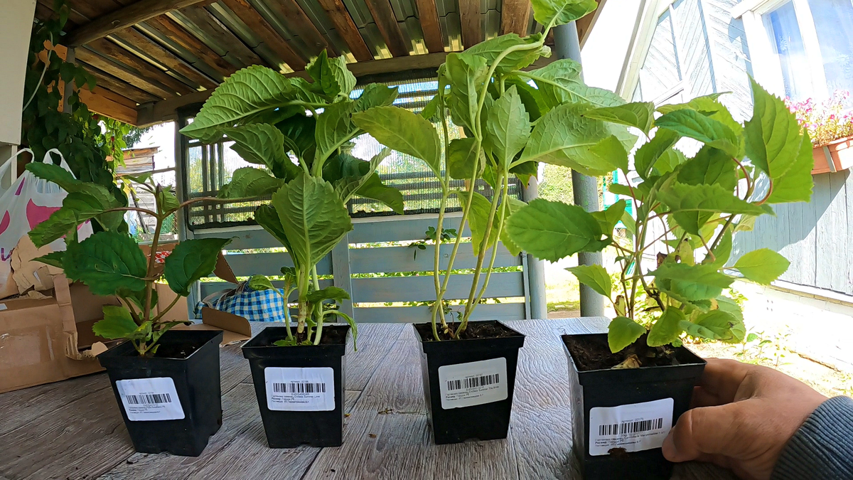 Опять купили саженцы