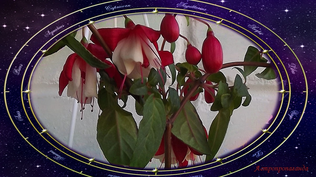 Гороскоп с 8 по 14 сентября 2025: вход в затменный коридор | Недельный гороскоп