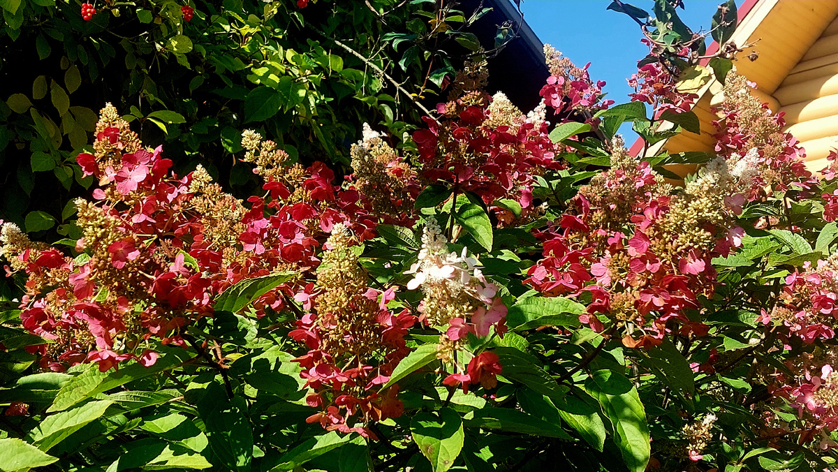 Пинки Винки. Метельчатая гортензия. 