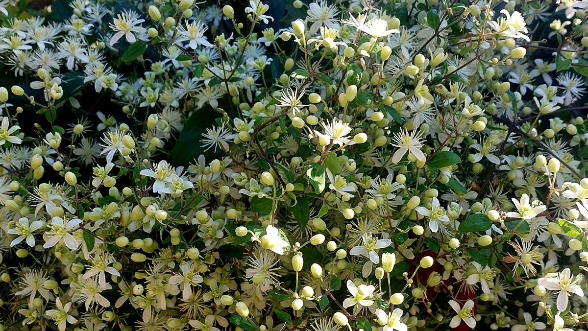 Клематис виноградолистный. 