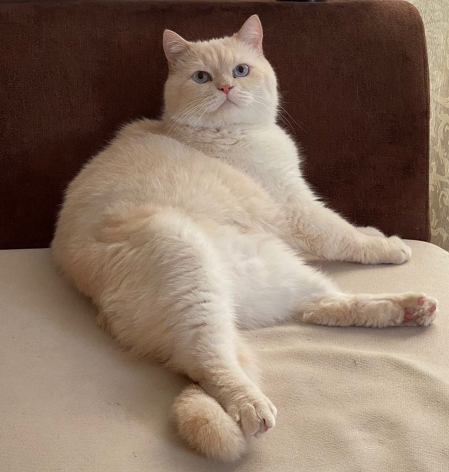 Это мой котик Билли, у которого поликистоз почек. 