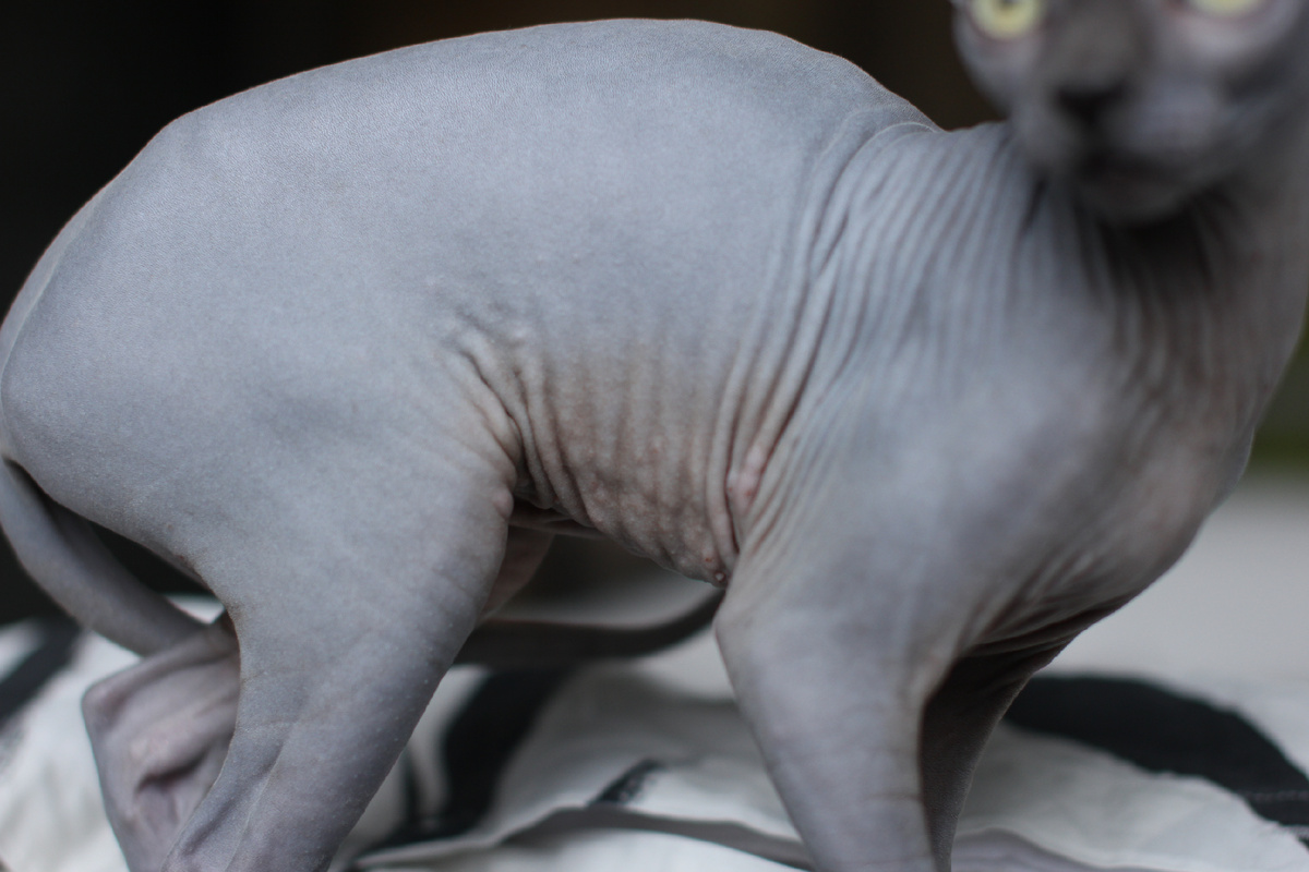 Так выглядели липидные гранулёмы и «укусы» у Эль