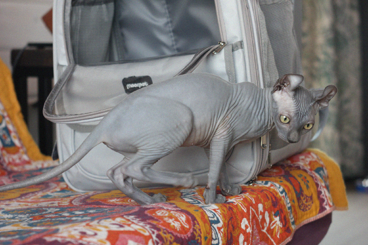 Очередной виток высыпаний у Элизабет