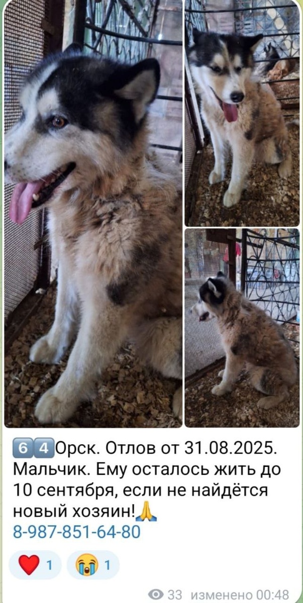 Посмтрите на этих собак