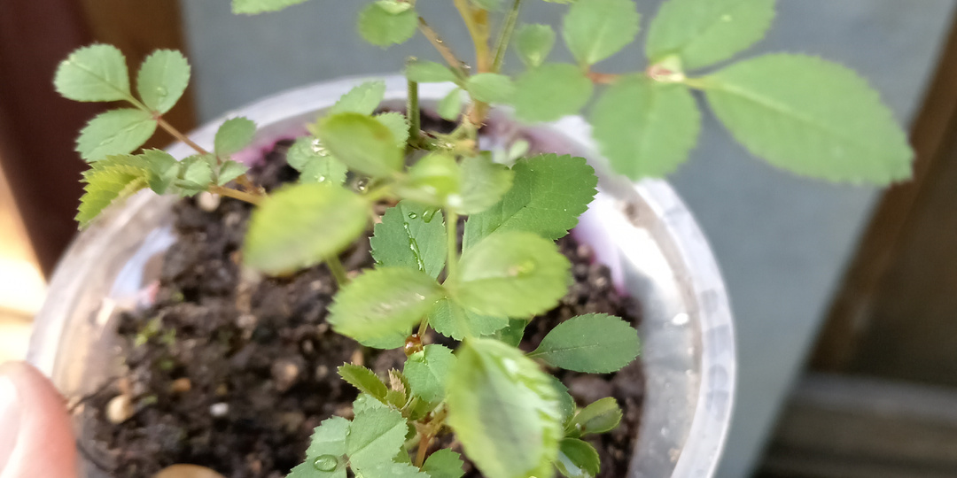 Удивительные итоги черенкования роз - стопроцентное укоренение