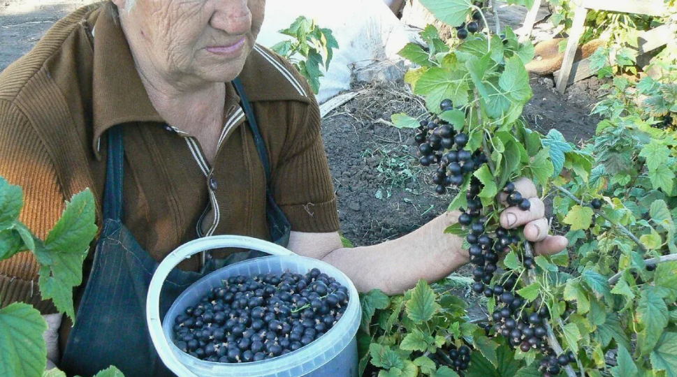 Посыпаю в сентябре кусты смородины порошком. Не верила, но ягоды стали крупнее в два раза