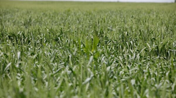    © Sputnik / Rodion Proca