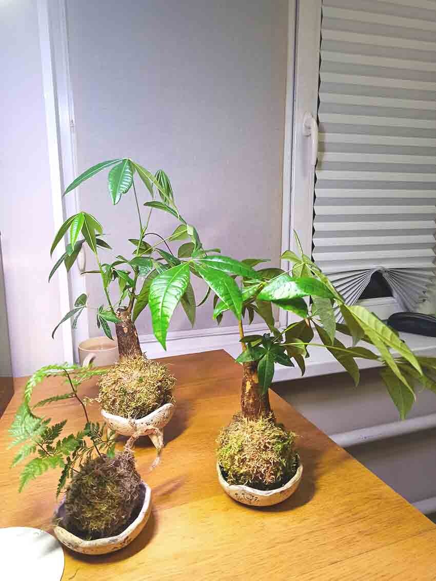 Две небольшие пахиры в свежих моховых шарах.