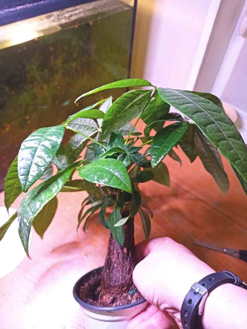 Пахира тут пушистая, но это не очень хорошо.