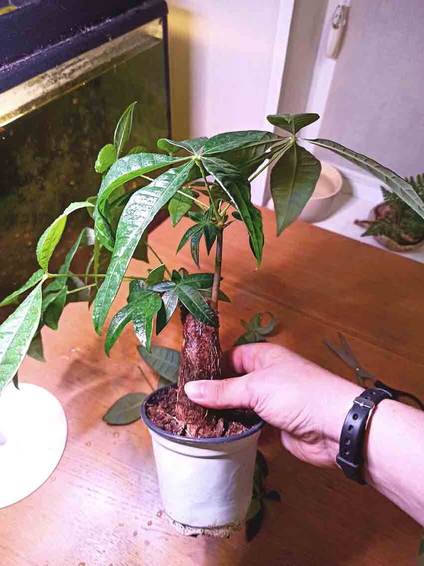 Крона стала свободнее, воздуха больше, света больше.